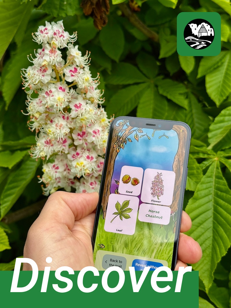 Rowntree Park app revealing horse chestnut seeds, flowers and leaves